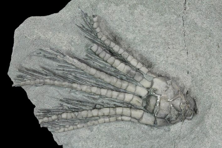 Crinoid (Decadocrinus) Fossil - Crawfordsville, Indiana #125907